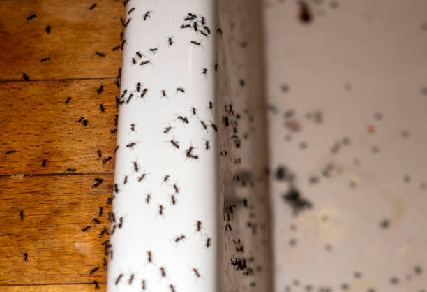 Best Commercial Pest Control Services  in Rincon, GA