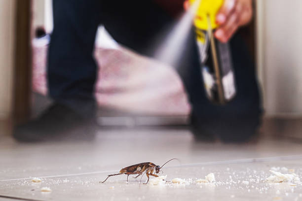 Best Rat Extermination Near Me  in Rincon, GA