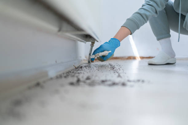 Best Ant Control Services  in Rincon, GA